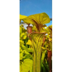 Plantes carnivores - Sarracenia flava var. ornata 'Heavy veined giant, Apalachicola, WS, (PW). (F37,MK)