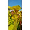 Plantes carnivores - Sarracenia flava var. ornata 'Heavy veined giant, Apalachicola, WS, (PW). (F37,MK)
