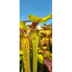Plantes carnivores - Sarracenia flava var. ornata 'Heavy veined giant, Apalachicola, WS, (PW). (F37,MK)