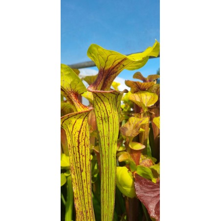 Plantes carnivores - Sarracenia flava var. ornata 'Heavy veined giant, Apalachicola, WS, (PW). (F37,MK)