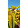 Plantes carnivores - Sarracenia flava var. ornata 'Heavy veined giant, Apalachicola, WS, (PW). (F37,MK)