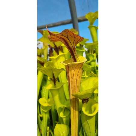 Plantes carnivores - sarracenia flava var. cuprea F125 MK