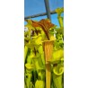 Plantes carnivores - sarracenia flava var. cuprea F125 MK