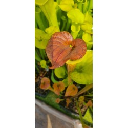 Plantes carnivores - sarracenia flava var. cuprea F125 MK