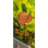 Plantes carnivores - sarracenia flava var. cuprea F125 MK