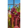 Plantes carnivores - Sarracenia X moorei 'luben's red'