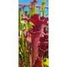 Plantes carnivores - Sarracenia X moorei 'luben's red'