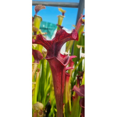 Plantes carnivores - Sarracenia X moorei 'luben's red'