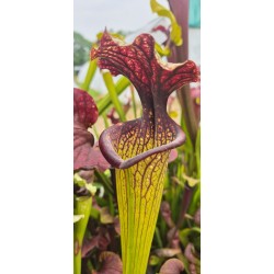 Plantes carnivores - Sarracenia moorei 'esme cowlard