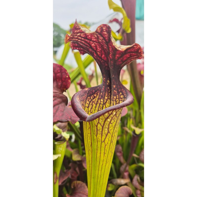 Plantes carnivores - Sarracenia moorei 'esme cowlard