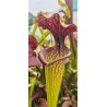 Plantes carnivores - Sarracenia moorei 'esme cowlard