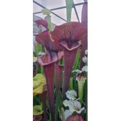 Plantes carnivores - Sarracenia x asbo