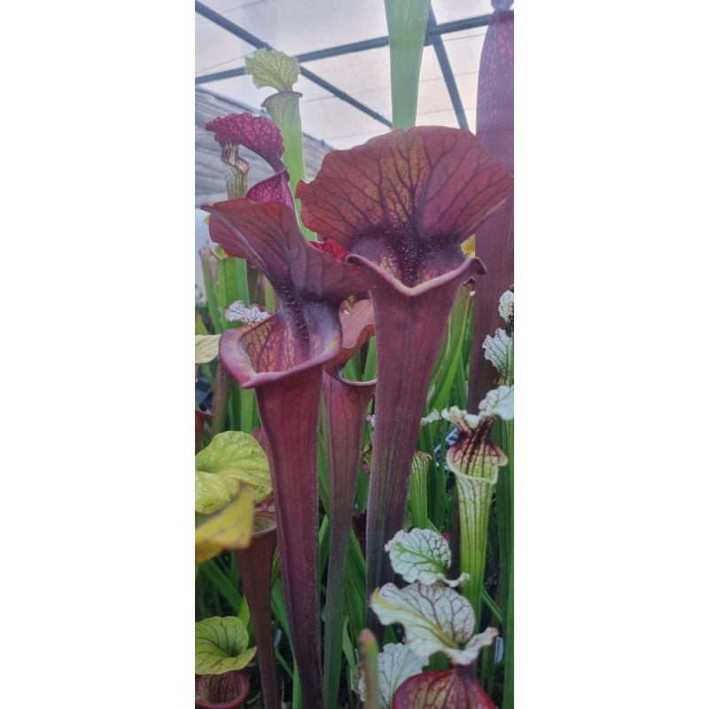 Plantes carnivores - Sarracenia x asbo