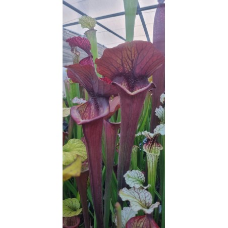 Plantes carnivores - Sarracenia x asbo