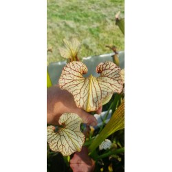 Plantes carnivores -Sarracenia 'sang' (SX016-SJ)