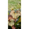 Plantes carnivores -Sarracenia 'sang' (SX016-SJ)