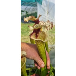 Plantes carnivores -Sarracenia 'sang' (SX016-SJ)