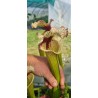 Plantes carnivores -Sarracenia 'sang' (SX016-SJ)