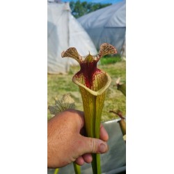 Plantes carnivores -Sarracenia 'sang' (SX016-SJ)