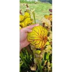 Plantes carnivores - Sarracenia x carnilandia red