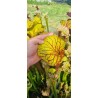 Plantes carnivores - Sarracenia x carnilandia red