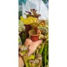 Plantes carnivores - Sarracenia x carnilandia red