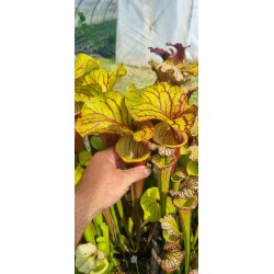 Plantes carnivores - Sarracenia x carnilandia red