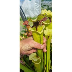 Plantes carnivores - Sarracenia x Moorei 'Leah Wilkerson' F2 (Laurent)