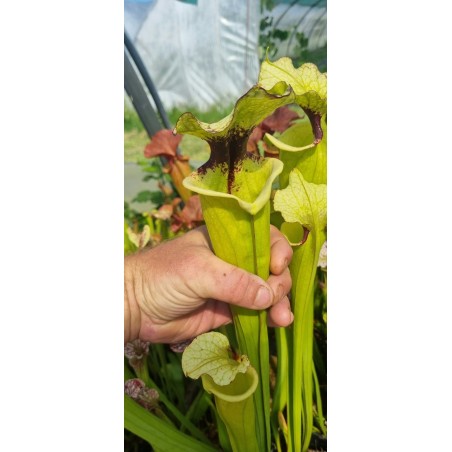 Plantes carnivores - Sarracenia x Moorei 'Leah Wilkerson' F2 (Laurent)