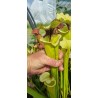 Plantes carnivores - Sarracenia x Moorei 'Leah Wilkerson' F2 (Laurent)