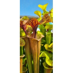 Plantes carnivores - Sarracenia flava 'MKF89'