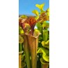 Plantes carnivores - Sarracenia flava 'MKF89'
