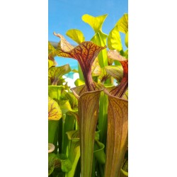 Plantes carnivores - Sarracenia flava 'MKF89'