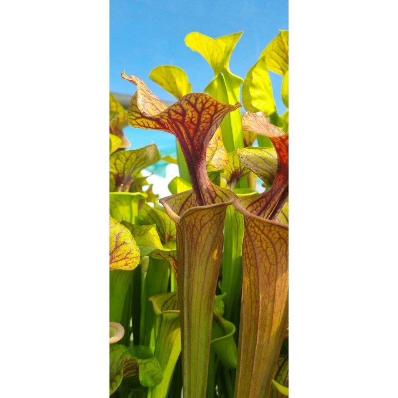Plantes carnivores - Sarracenia flava 'MKF89'