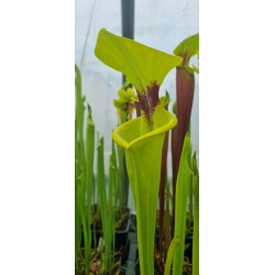 Plantes carnivores - Sarracenia flava var. rugelii 'large Pitchers. (F146,MK)
