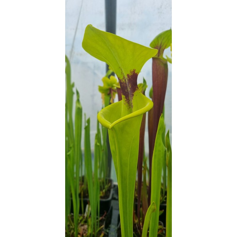 Plantes carnivores - Sarracenia flava var. rugelii 'large Pitchers. (F146,MK)