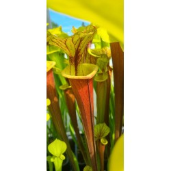 Sarracenia flava var. rubricorpora 'Giant red tube,Apalachicola,var.rugellii style throat patch,W(Andrew Cameron)(F22,MK)