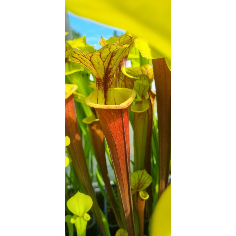 Sarracenia flava var. rubricorpora 'Giant red tube,Apalachicola,var.rugellii style throat patch,W(Andrew Cameron)(F22,MK)