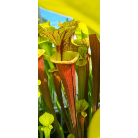 Sarracenia flava var. rubricorpora 'Giant red tube,Apalachicola,var.rugellii style throat patch,W(Andrew Cameron)(F22,MK)