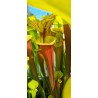 Sarracenia flava var. rubricorpora 'Giant red tube,Apalachicola,var.rugellii style throat patch,W(Andrew Cameron)(F22,MK)