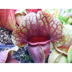 Sarracenia purpurea subsp. venosa var. burkii