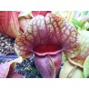 Sarracenia purpurea subsp. venosa var. burkii