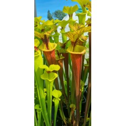 Sarracenia flava var. rubricorpora 'Giant red tube,Apalachicola,var.rugellii style throat patch,W(Andrew Cameron)(F22,MK)
