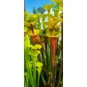 Sarracenia flava var. rubricorpora 'Giant red tube,Apalachicola,var.rugellii style throat patch,W(Andrew Cameron)(F22,MK)