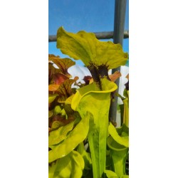 Plantes carnivores - Sarracenia flava var. rugelii 'Milton,FL, Pat Barnes ,W,(F36,MS) F59 MK