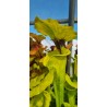 Plantes carnivores - Sarracenia flava var. rugelii 'Milton,FL, Pat Barnes ,W,(F36,MS) F59 MK