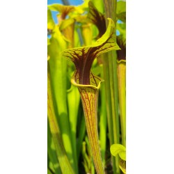 Plantes carnivores - Sarracenia flava var. ornata 'Wewahitchka, Floride' F39MK