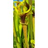 Plantes carnivores - Sarracenia flava var. ornata 'Wewahitchka, Floride' F39MK