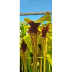 Plantes carnivores - Sarracenia flava var. ornata 'Wewahitchka, Floride' F39MK