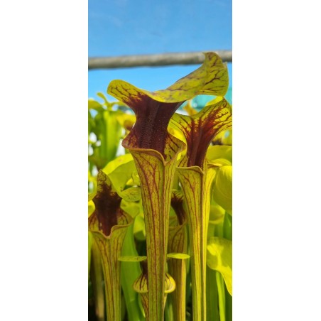 Plantes carnivores - Sarracenia flava var. ornata 'Wewahitchka, Floride' F39MK